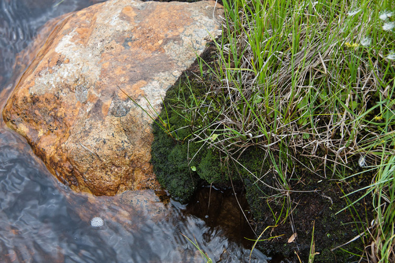 Nardia geoscyphus